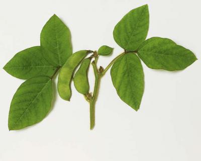 Informaci&ograve;n sobre la leche de soja para los ni&ntilde;os.